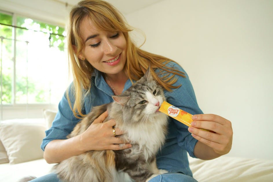 Chewy cat sales