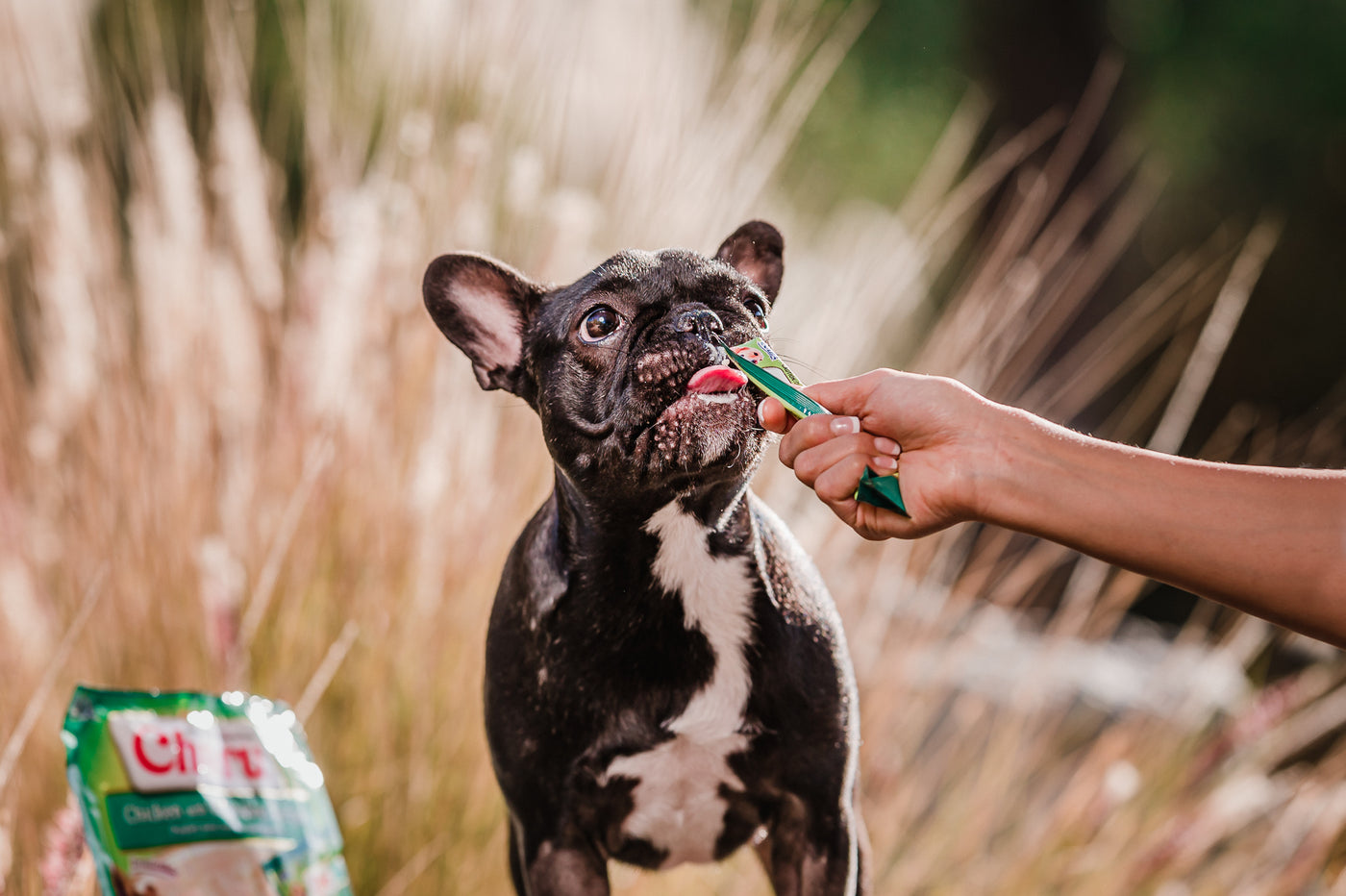 Dog Treats
