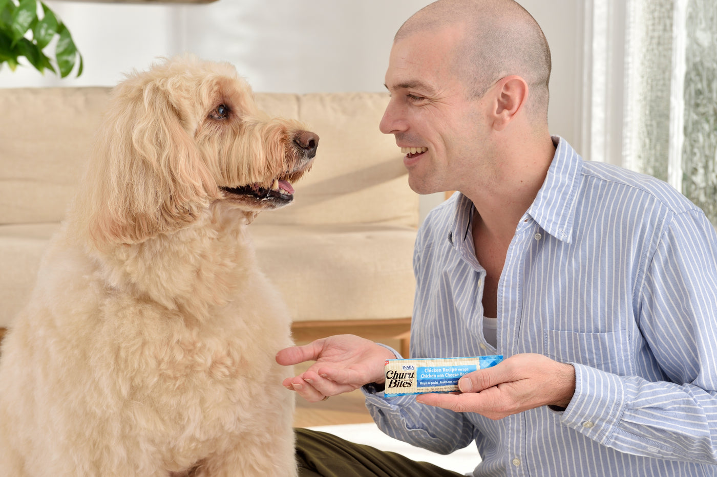 Dog Bites